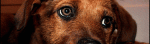 Mongrel